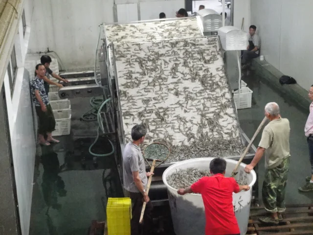 Shrimp Grading Machine Selection Guide for Seafood Factories